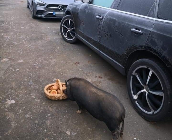 Audi Q5 180.000 km 12.500 &euro; Eckersdorf 95488