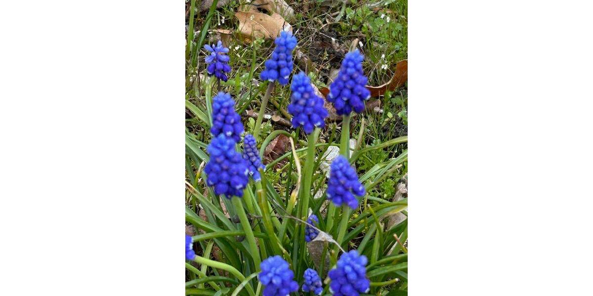 Einfamilienhaus Stammbach - 6 Zimmer, 120 m&sup2;, 325.000&euro; | Angebot:26176488